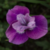 <p> </p><p>Colour 2012-2013: 3. Purple Iris (June 2013 in Mississauga, Ontario)</p> 3