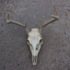 <p> </p><p>Colour 2012-2013: 11. Deer Skull (August 2013 in Minnedosa, Manitoba)</p> 11