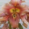 <p> </p><p>Colour 2012-2013: 18. Giant Lily (August 2013 in Castor, Alberta)</p> 18