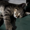 <p> </p><p>Colour 2013-2014: 2. Tired Kitten (November 2014 in Toronto)</p> 2