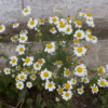 <p> </p><p>Colour 2014-2015: 21. Daisies Against a White Wall (August 2015 in Castor, Alberta)</p> 21