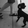 <p> </p><p>Black and White 1: 23. Dog and Shadow (July 2006 in Toronto)</p> 23
