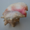 <p> </p><p>Colour 2020-2021: 4. Conch on a Light Background (April 2021 in Toronto)</p> 4