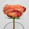 <p> </p><p>Colour 2020-2021: 22. Rose (May 2021 in Toronto)</p> 22