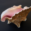 <p> </p><p>Colour 2020-2021: 5. Conch on a Dark Background (April 2021 in Toronto)</p> 5