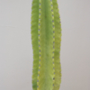 <p> </p><p>Colour 2021-2022: 17. Cactus (January 2022 in Varadero, Cuba)</p> 17
