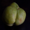 <p> </p><p>Colour 2021-2022: 11. Rubens' Pear (May 2007 in Toronto)</p> 11