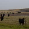 <p> </p><p>Colour 2024-2025: 13. Herd (August 2025 near Castor, Alberta)</p> 13